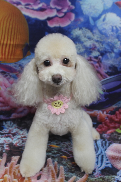 千葉県船橋市のトイプードルのトリミング画像