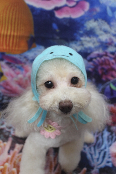 千葉県船橋市のトイプードルのトリミング画像