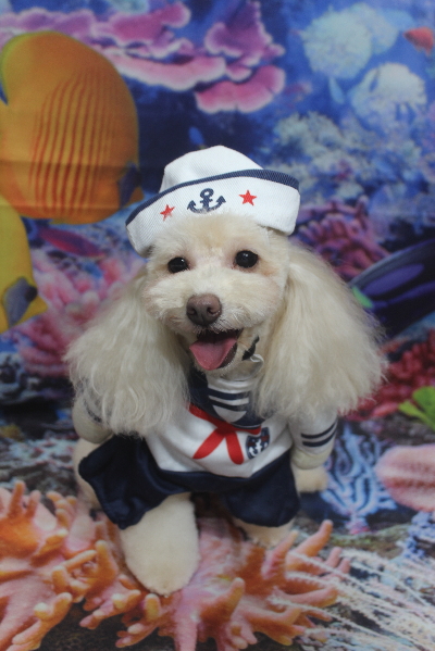 千葉県船橋市のトイプードルのトリミング画像