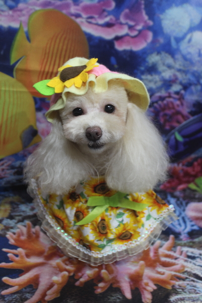 千葉県船橋市のトイプードルのトリミング画像