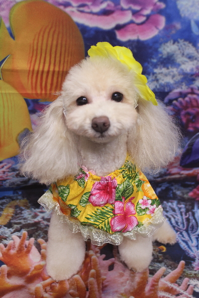 千葉県船橋市のトイプードルのトリミング画像