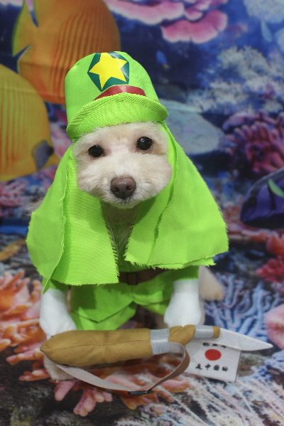 千葉県船橋市のトイプードルのトリミング画像