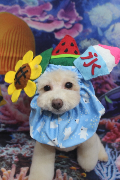 千葉県船橋市のトイプードルのトリミング画像