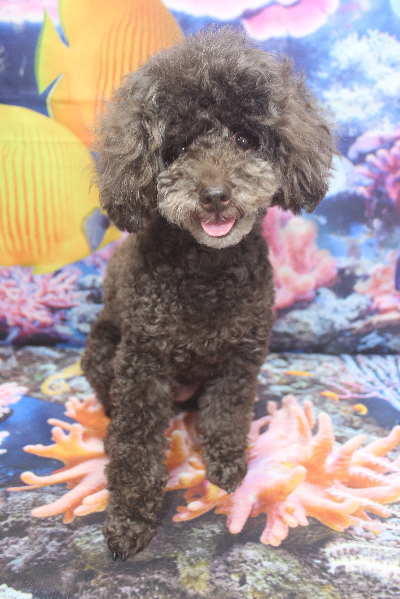 千葉県柏市のトイプードルのトリミング前画像