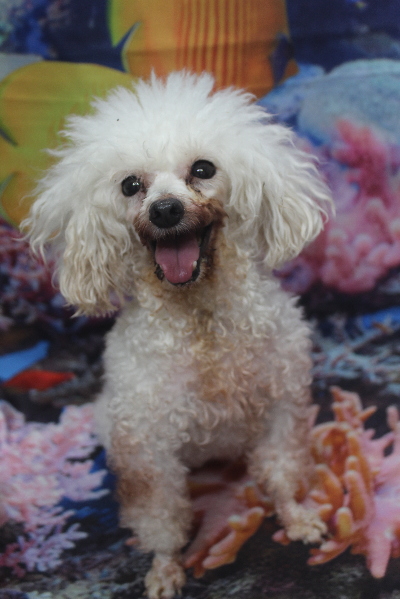 トイプードルブリーダーの成犬、トリミング前画像