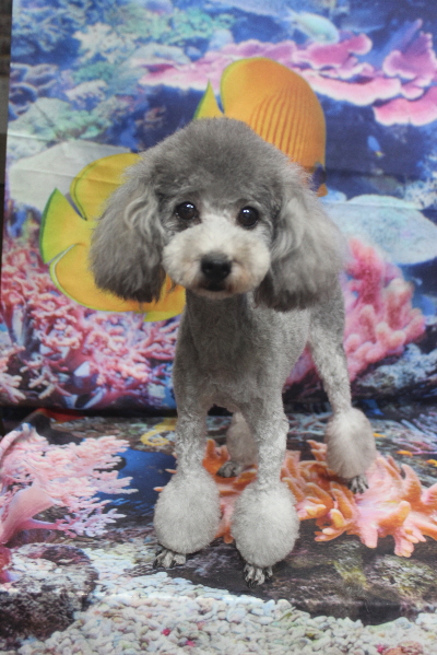 トイプードルブリーダーの成犬、トリミング画像