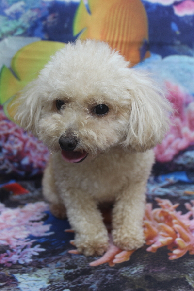 千葉県鎌ケ谷市のトイプードルのトリミング前画像