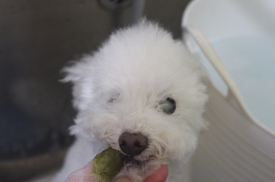 千葉県習志野市のトイプードルの歯磨き画像