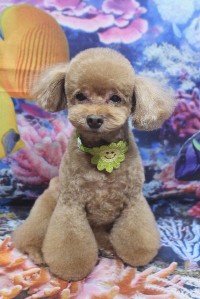 千葉県船橋市のトイプードルのトリミング画像