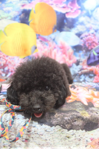 千葉県鎌ヶ谷市のトイプードルのトリミング前画像