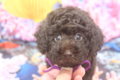 トイプードルブリーダーの子犬、トリミング画像