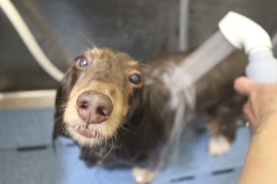 千葉県松戸市のミニチュアダックスのオゾンシャワー画像