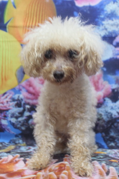 千葉県船橋市のトイプードルのトリミング前画像