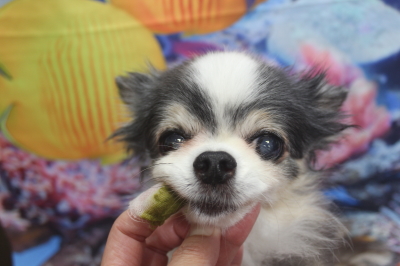 千葉県鎌ケ谷市のチワワの歯磨き画像