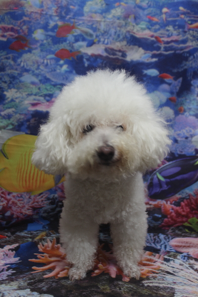 千葉県鎌ケ谷市のビションフリーゼのトリミング前画像