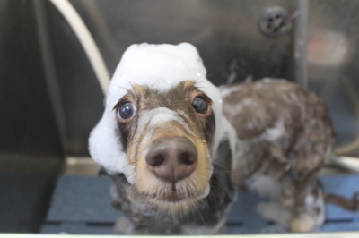 千葉県松戸市のミニチュアダックスのシャンプー画像