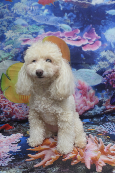 千葉県船橋市のトイプードルのトリミング前画像