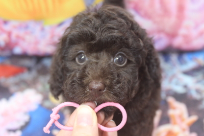 トイプードルブリーダーの子犬、トリミング画像
