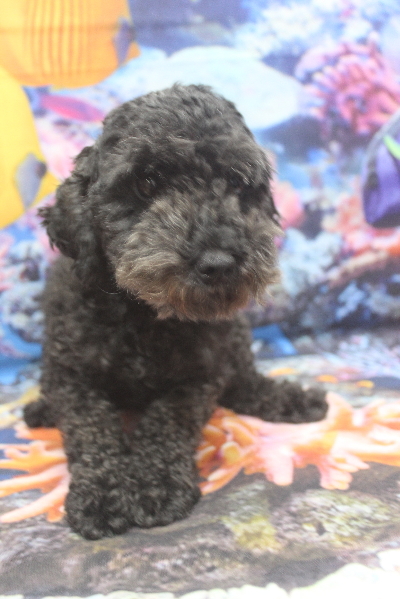 トイプードルブリーダーの成犬、トリミング前画像