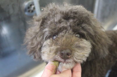 千葉県柏市のトイプードルの歯磨き画像