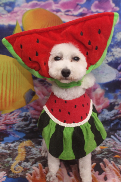 千葉県市川市のトイプードルのトリミング画像