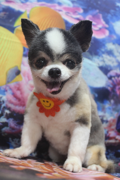 千葉県鎌ケ谷市のチワワのトリミング画像