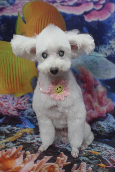 千葉県習志野市のトイプードルのトリミング画像