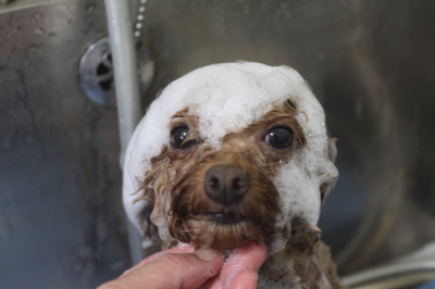 千葉県船橋市のトイプードルのシャンプー画像