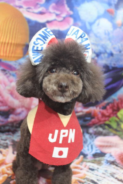 千葉県柏市のトイプードルのトリミング画像