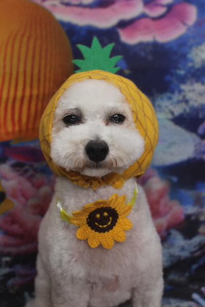 千葉県市川市のトイプードルのトリミング画像