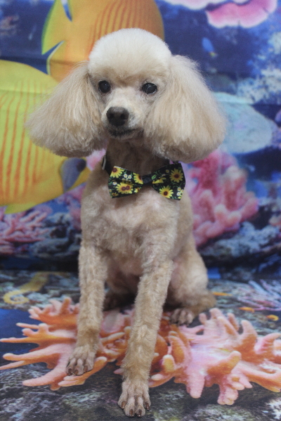 千葉県船橋市のトイプードルのトリミング画像