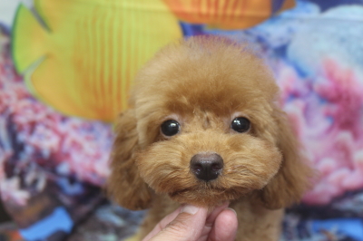 トイプードルブリーダーの子犬、トリミング画像