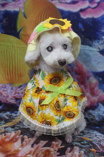 千葉県習志野市のトイプードルのトリミング画像