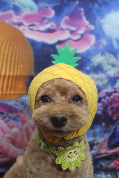 千葉県船橋市のトイプードルのトリミング画像