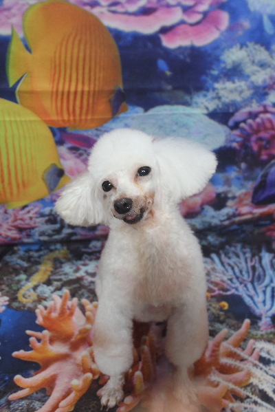 トイプードルブリーダーの成犬、トリミング画像