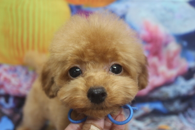 トイプードルブリーダーの子犬、トリミング画像