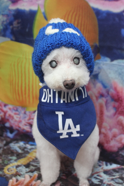 千葉県習志野市のトイプードルのトリミング画像