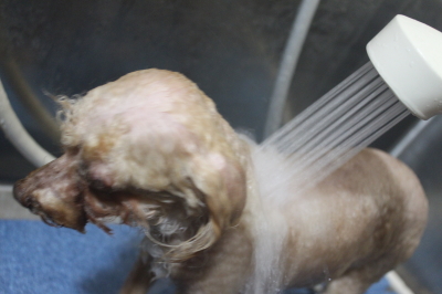 千葉県船橋市のトイプードルのオゾンシャワー画像