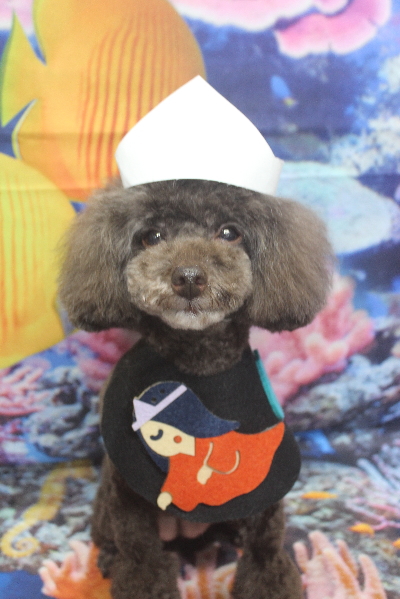 千葉県柏市のトイプードルのトリミング画像