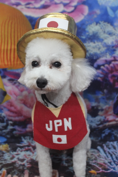 千葉県市川市のトイプードルのトリミング画像