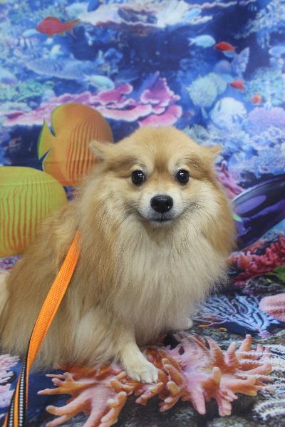 千葉県船橋市ポメラニアンのトリミング前画像