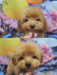 トイプードルブリーダーの子犬、トリミング画像