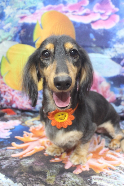 千葉県船橋市のミニチュアダックスのトリミング画像