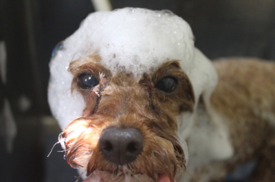 千葉県船橋市のトイプードルのシャンプー画像