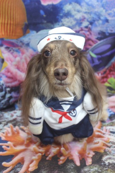 千葉県松戸市のミニチュアダックスのトリミング画像