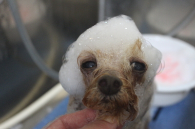 千葉県船橋市のトイプードルのシャンプー画像