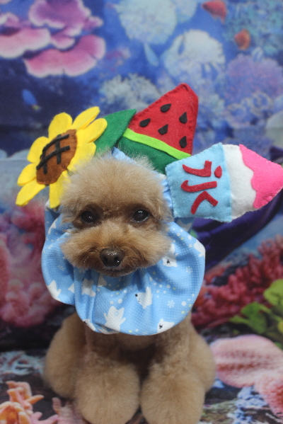 千葉県千葉市のトイプードルのトリミング画像