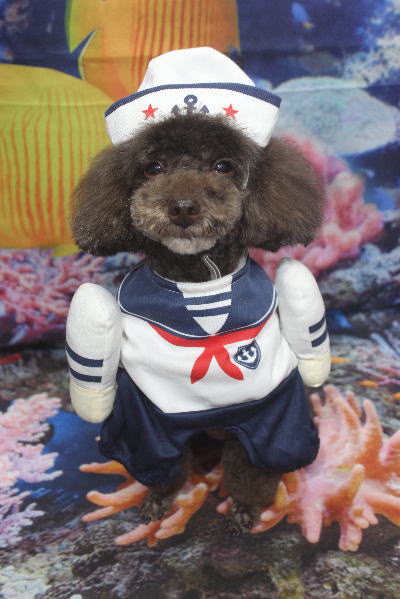 千葉県柏市のトイプードルのトリミング画像