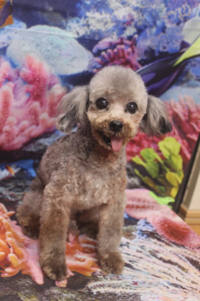 トイプードルブリーダーの成犬、トリミング画像