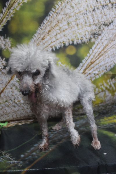 トイプードルブリーダーの成犬、トリミング画像